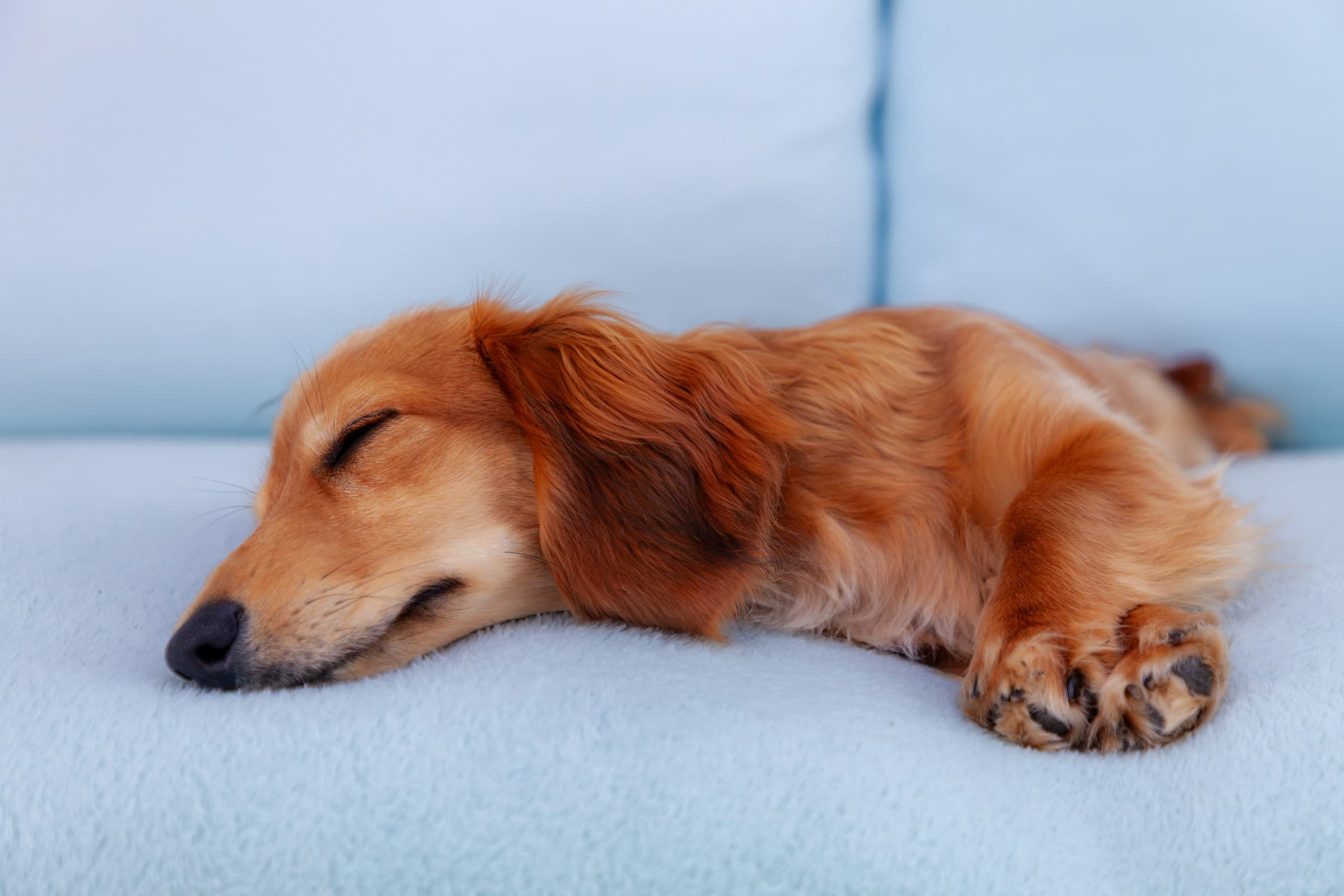 A dachshund puppy asleep on a pale blue couch