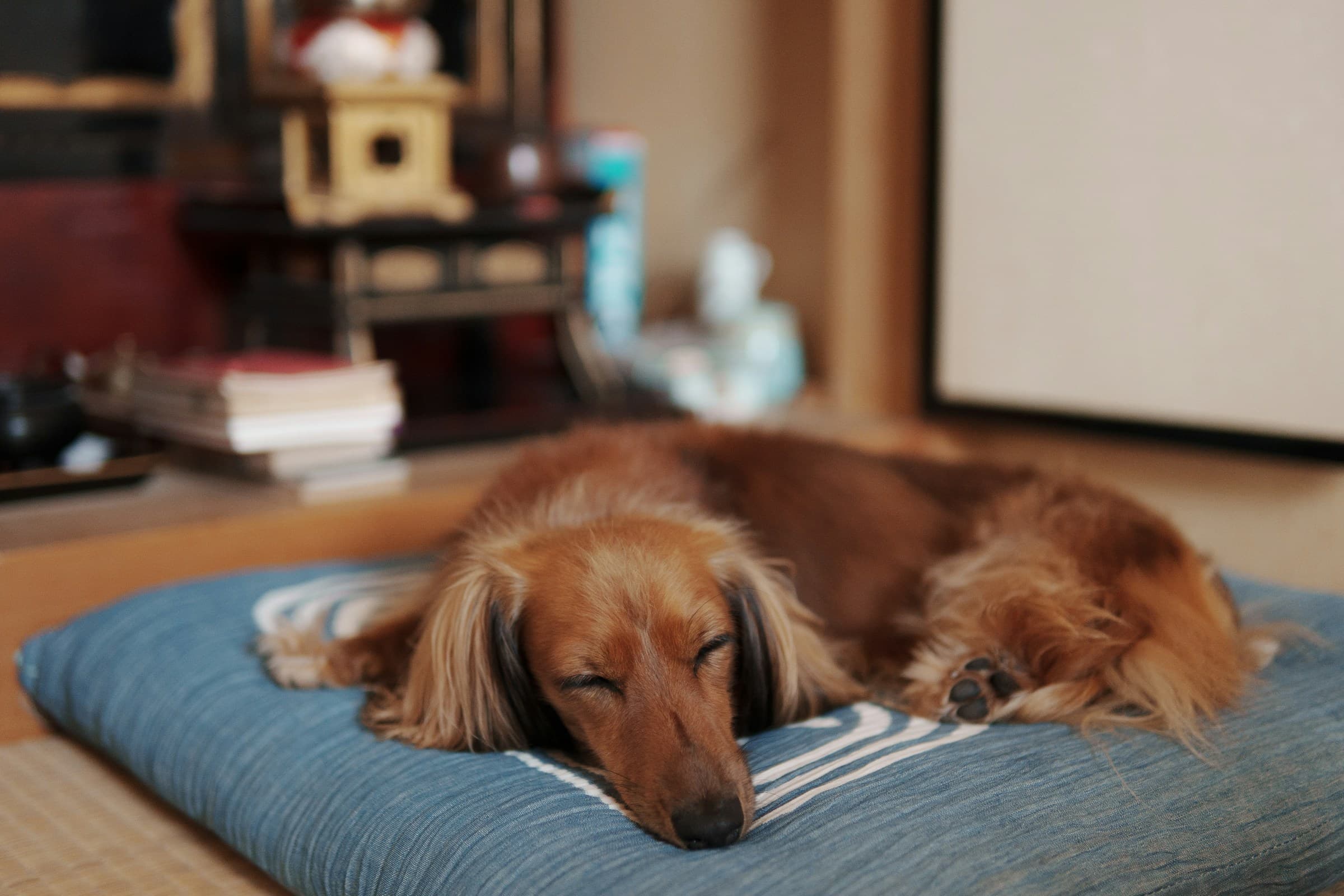 A long-haired dachshund asleep on a padded blue dog bed