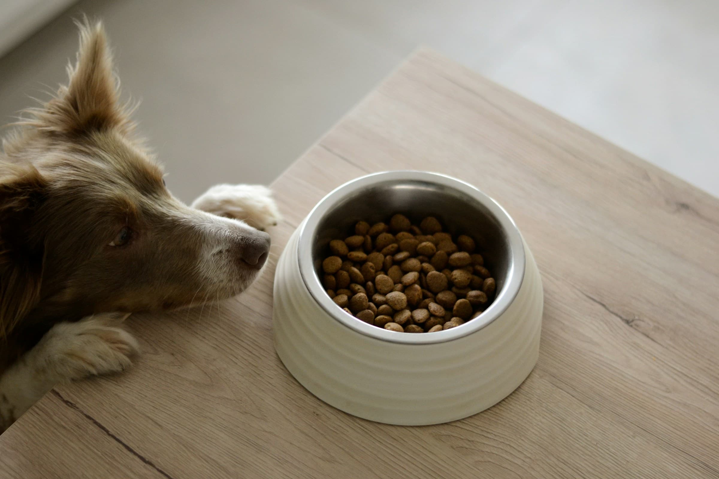 A collie waiting beside a full bowl of dry kibble on a wooden floor