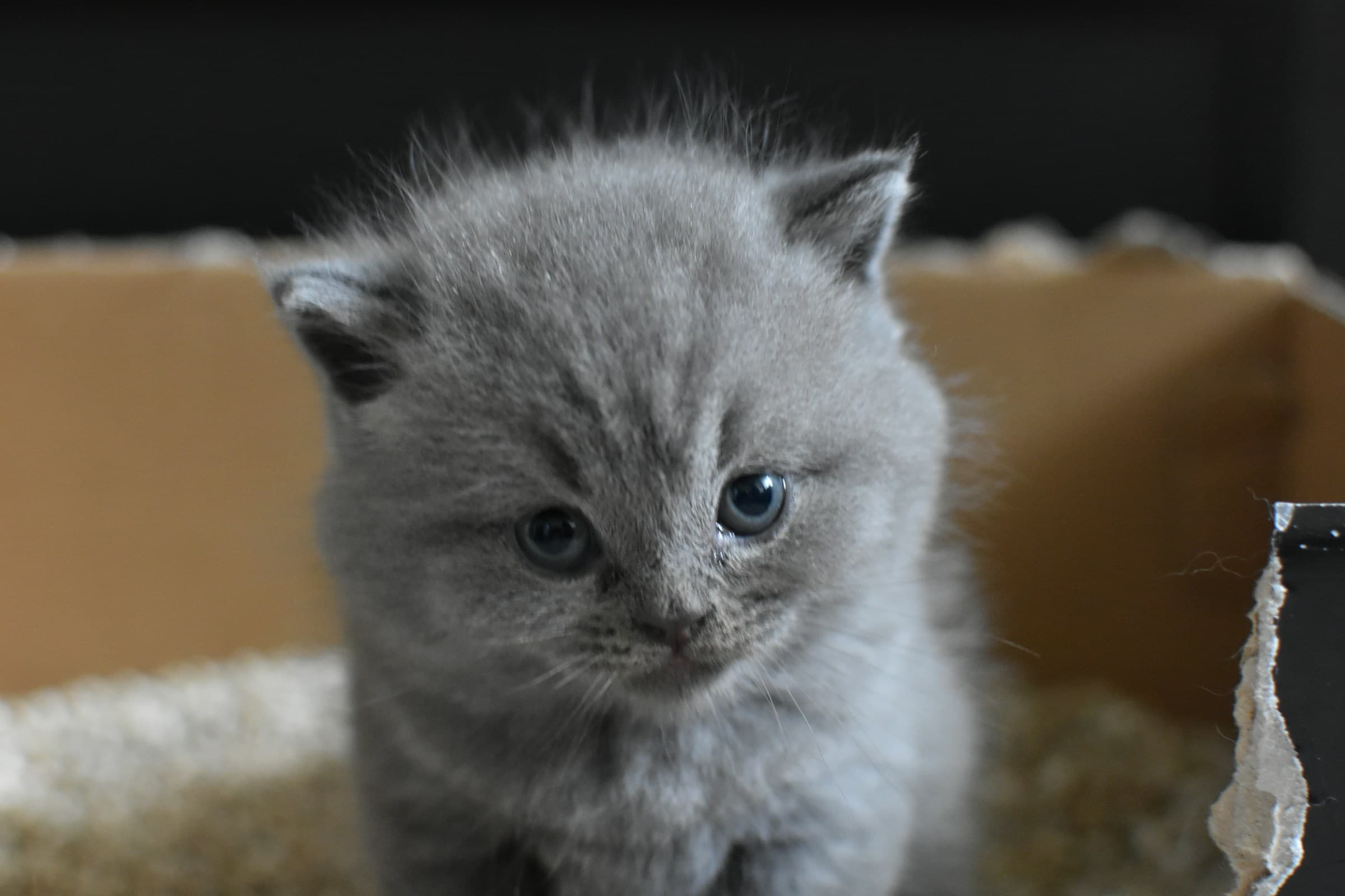 A grey British shorthair kitten sitting in a cardboard box