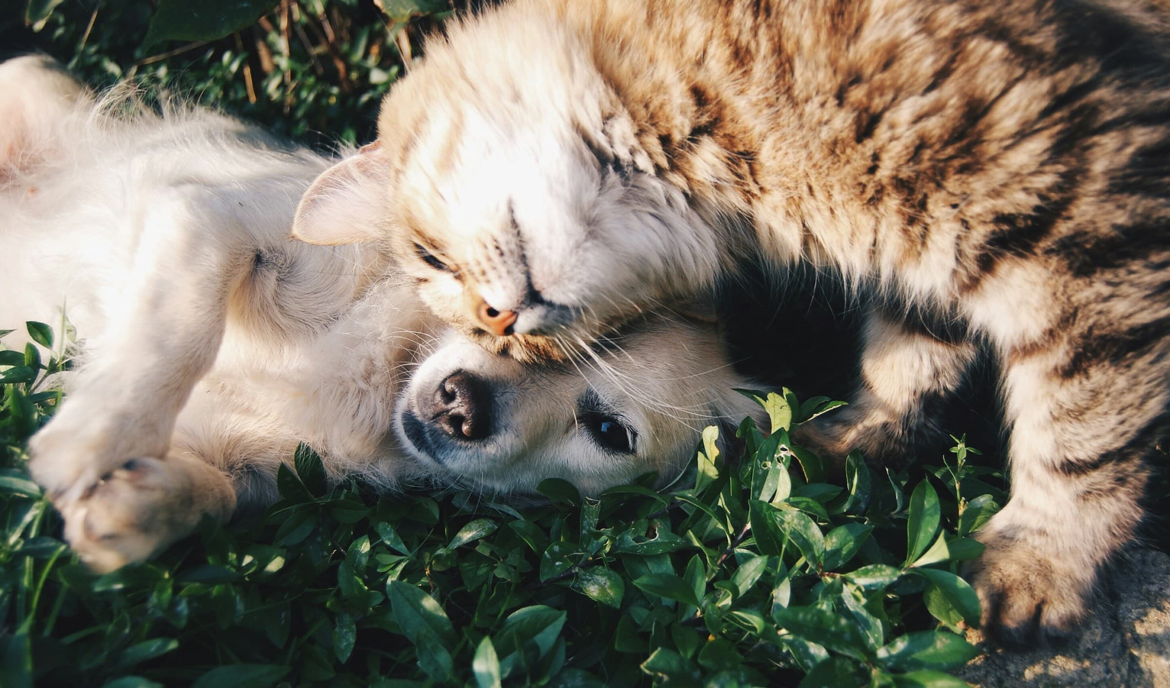 A cream-coloured dog and a tabby cat curled up together in the grass