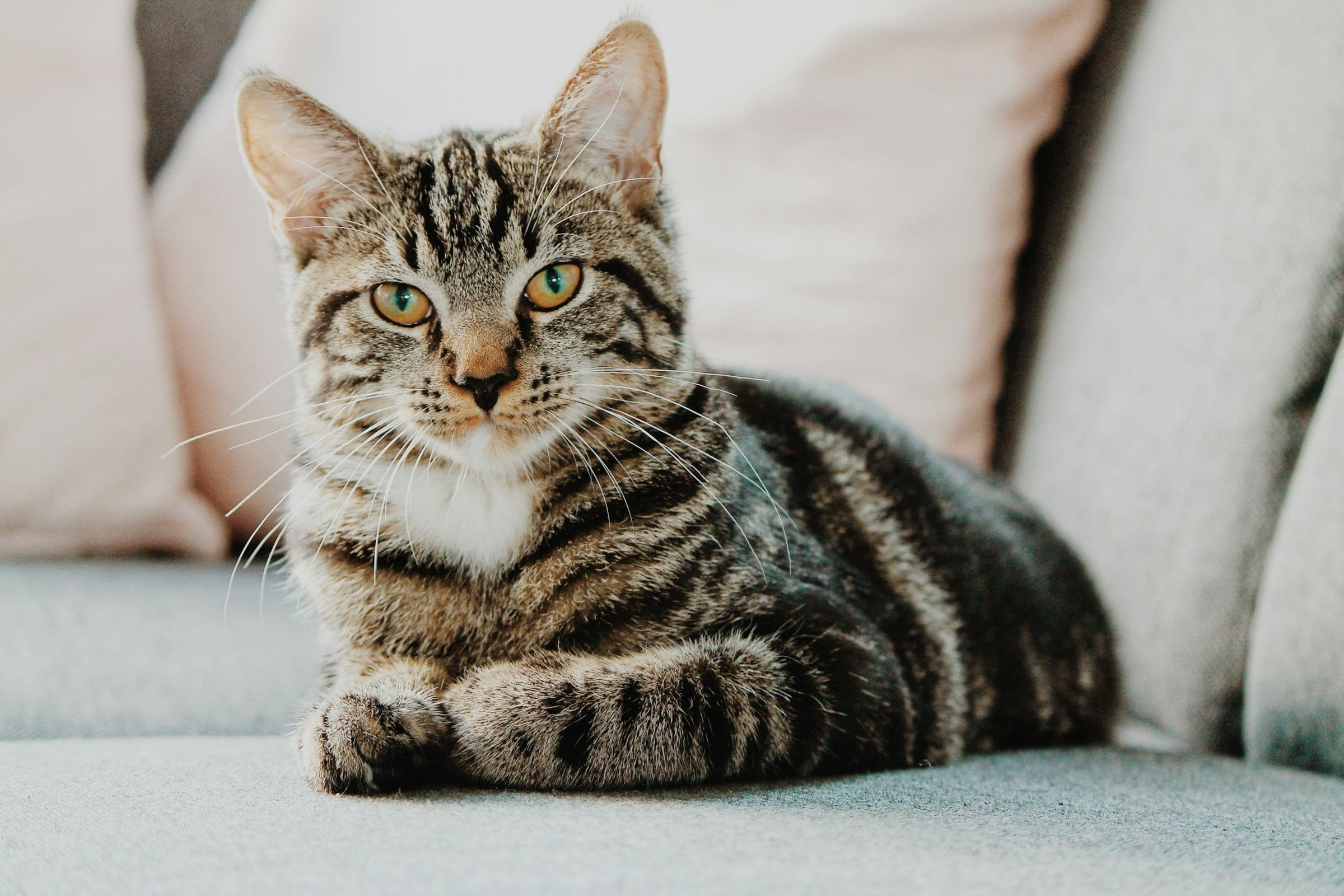 A tabby cat sitting on a pale sofa, looking directly at the camera