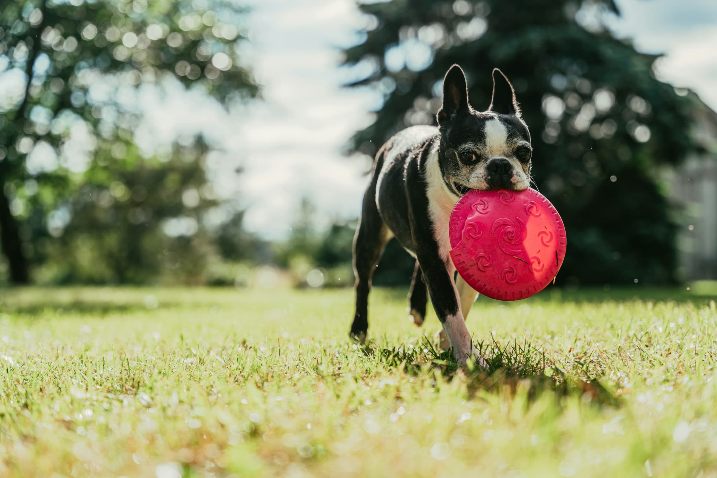 A Boston terrier trotting across a sunlit lawn carrying a pink frisbee